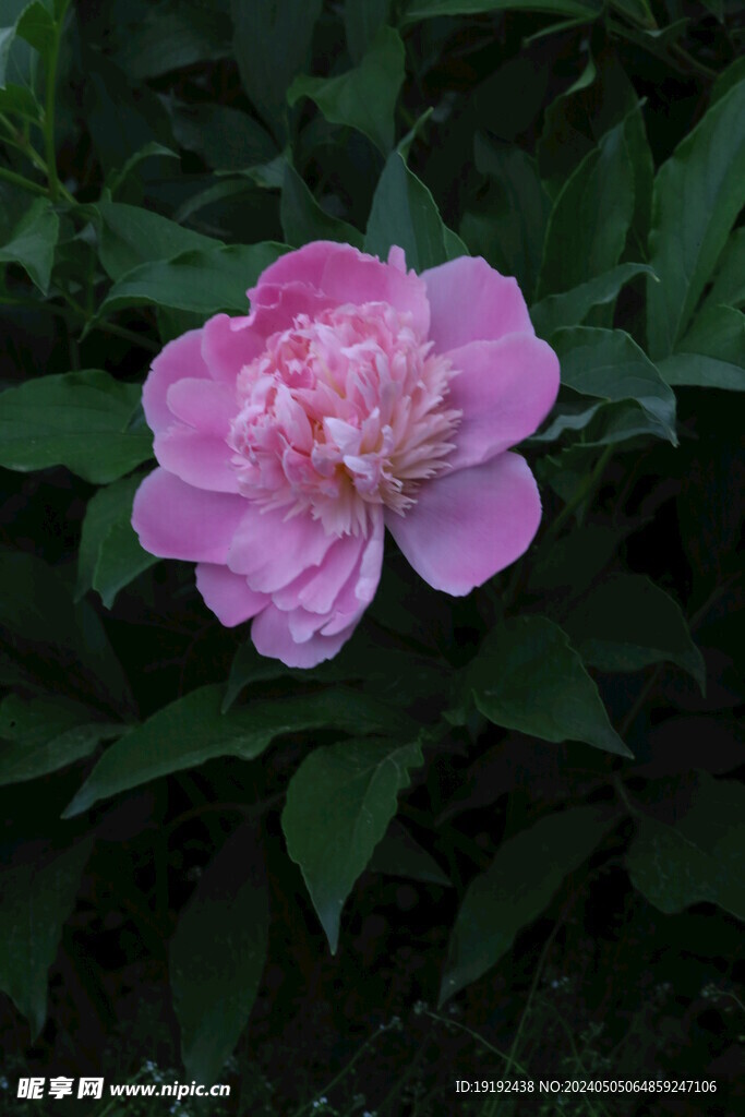 芍药花  
