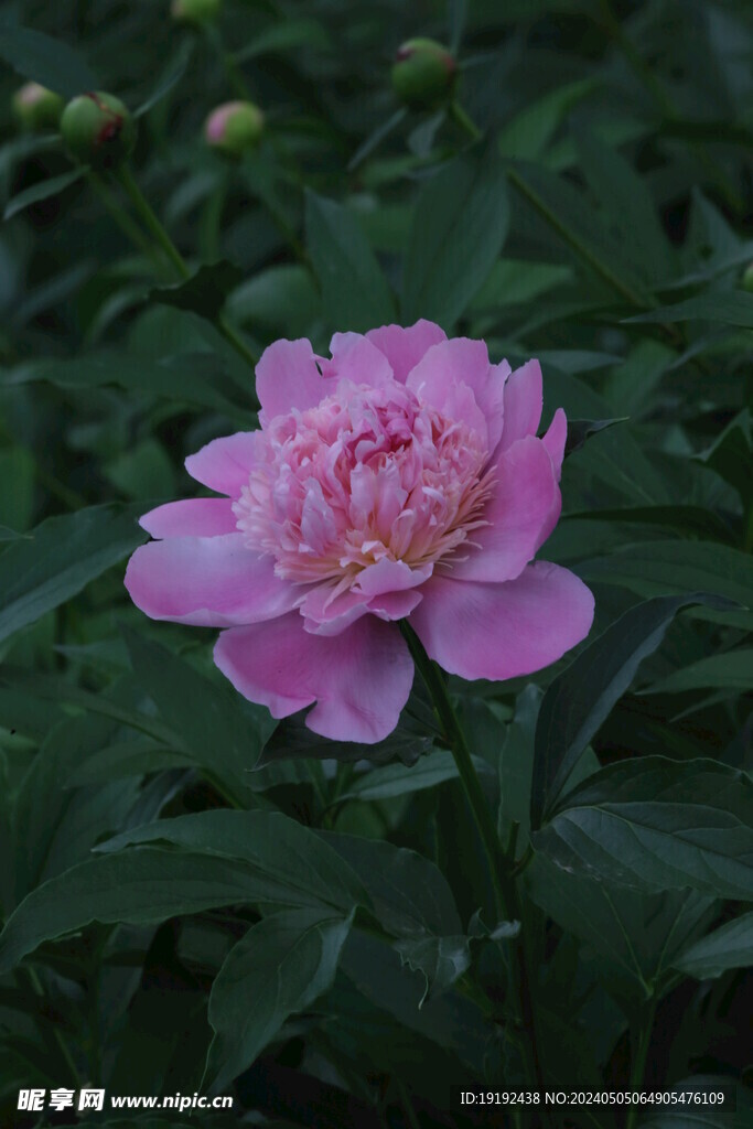 芍药花  