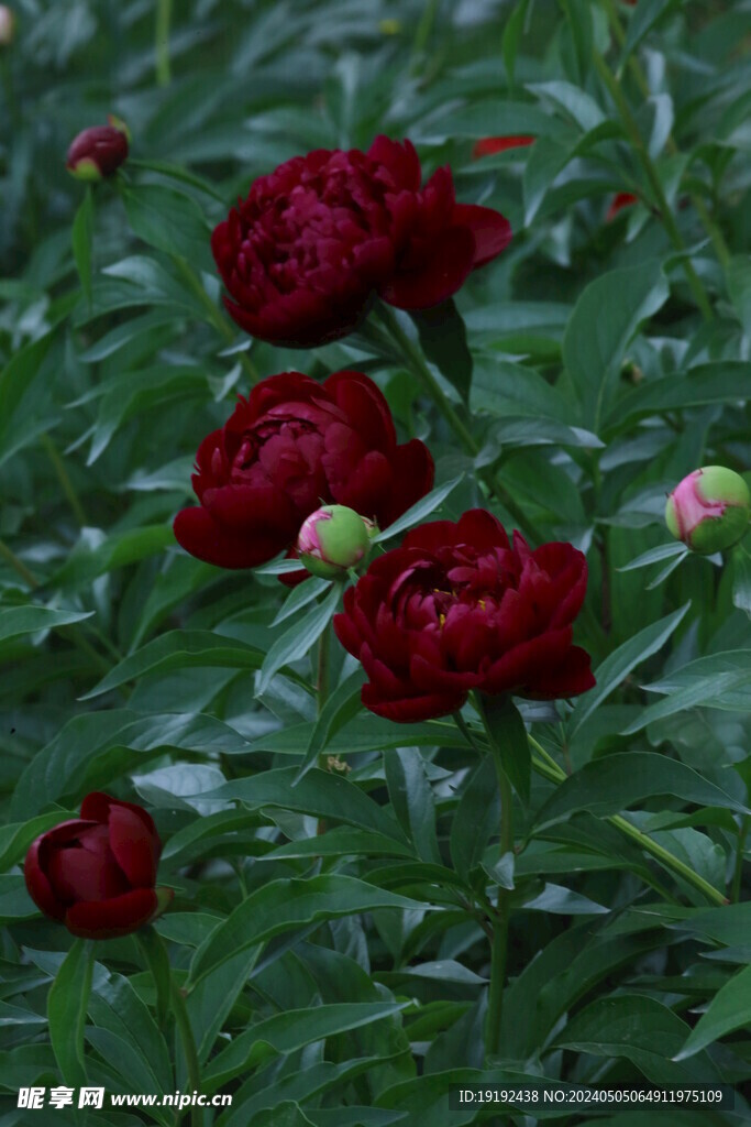 芍药花  
