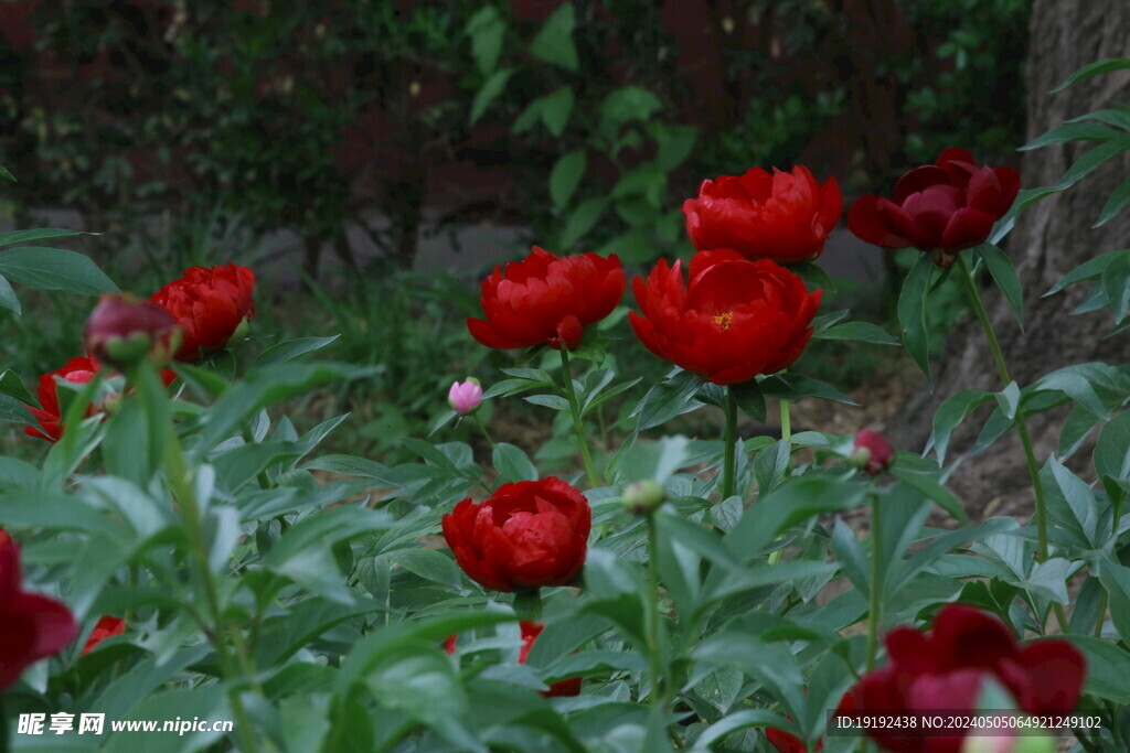 芍药花 