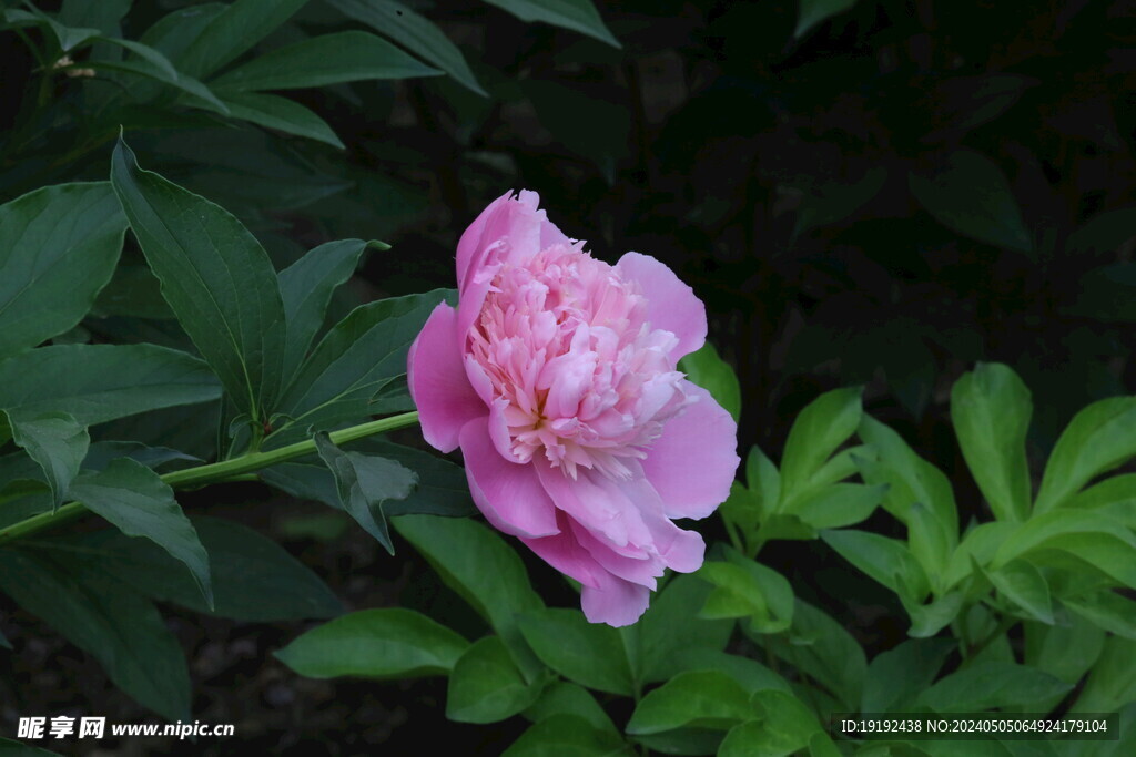 芍药花 