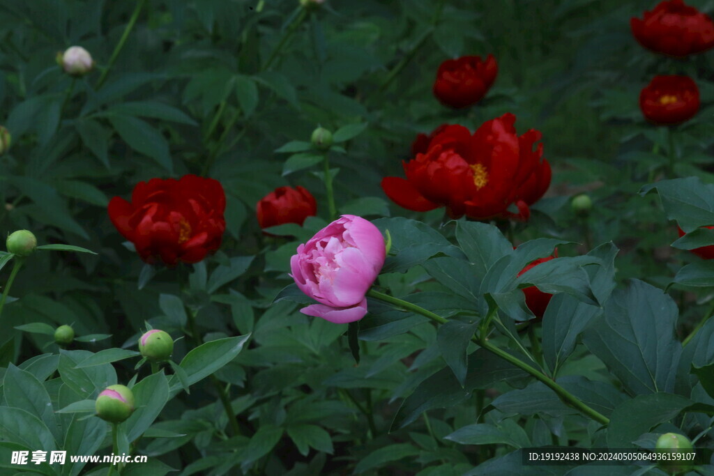 芍药花 