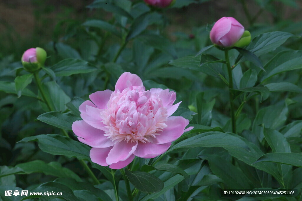 芍药花 