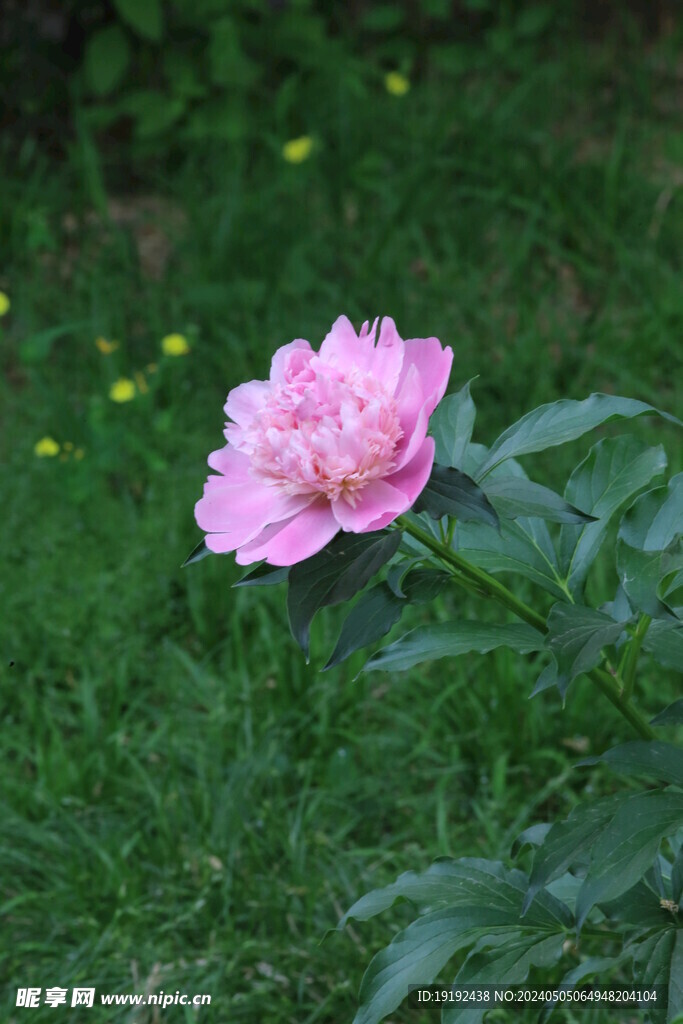 芍药花  