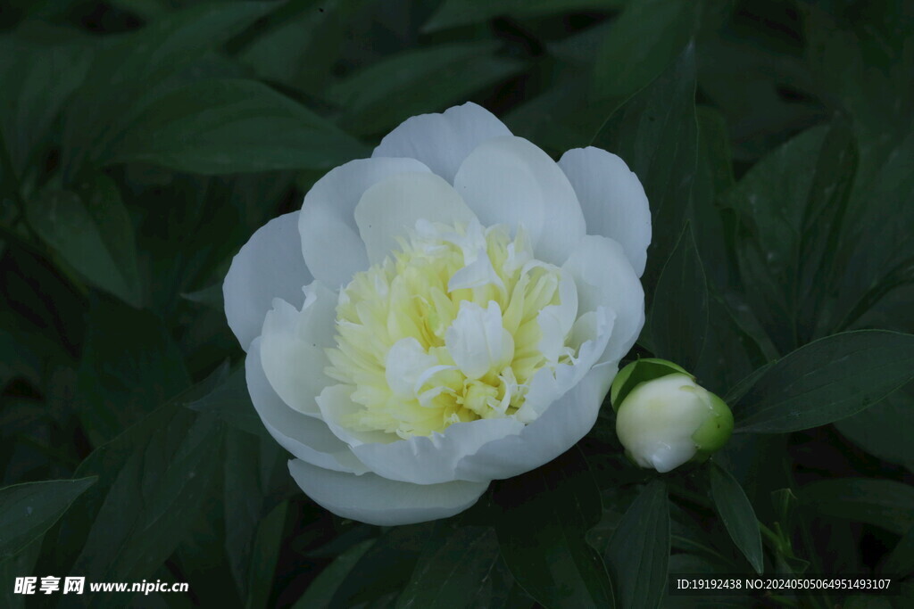 芍药花 