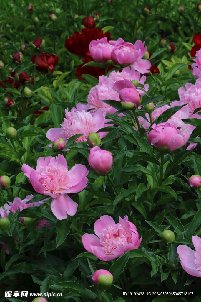 芍药花  