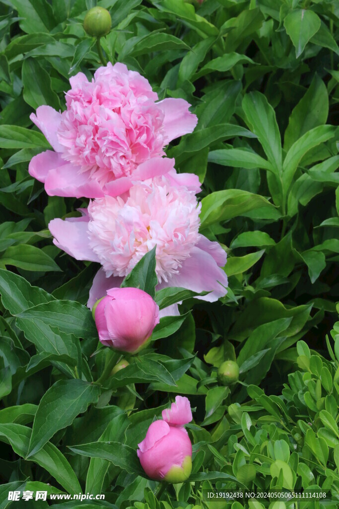 芍药花  