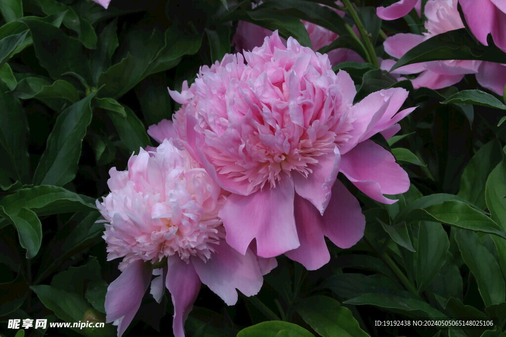 芍药花  