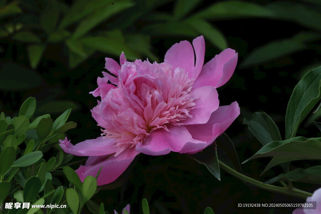 芍药花  