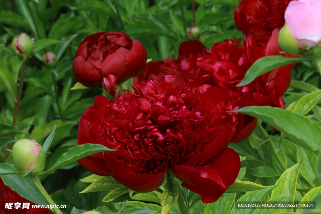 芍药花 