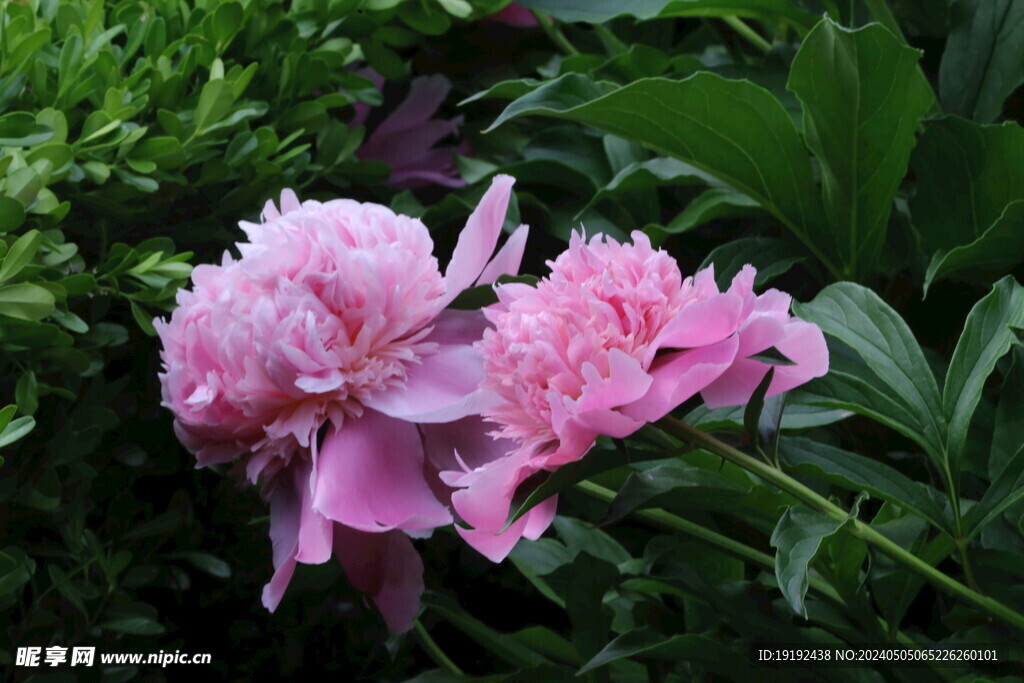 芍药花 