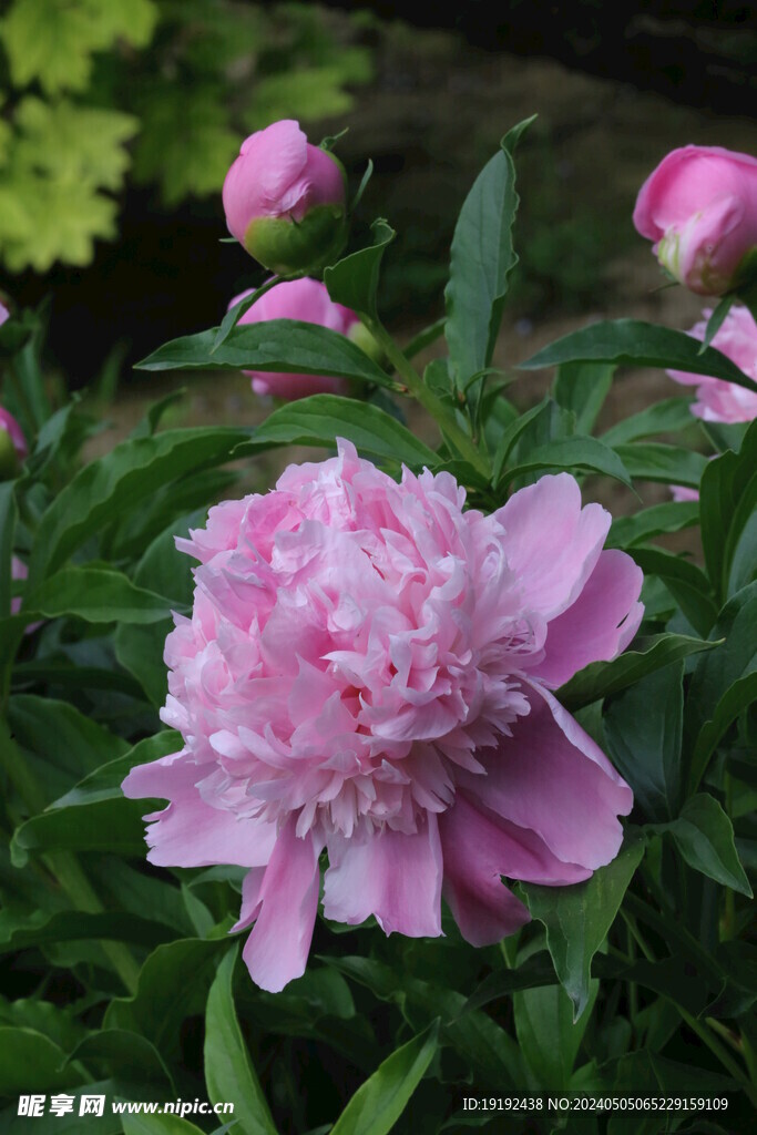 芍药花  