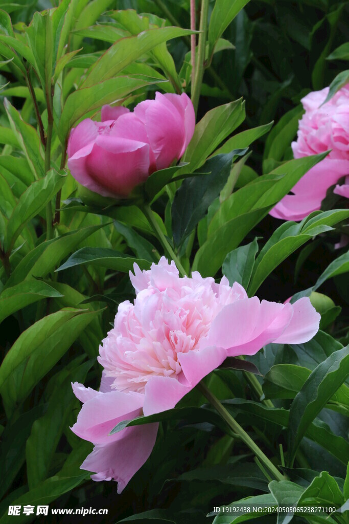 芍药花  