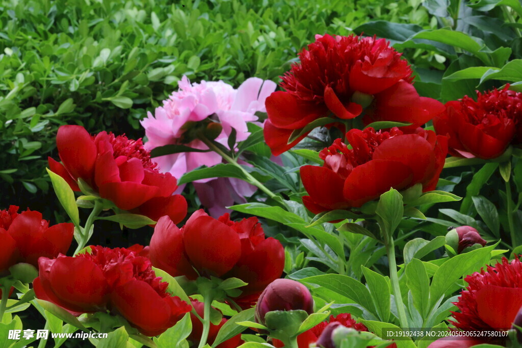 芍药花