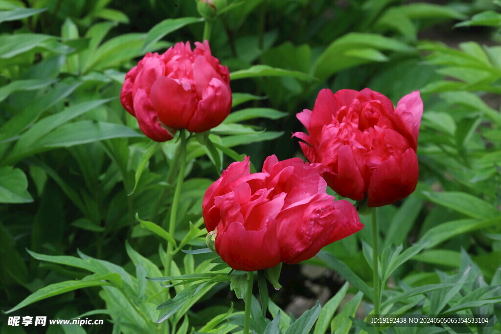 芍药花 