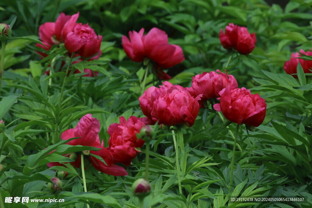 芍药花 