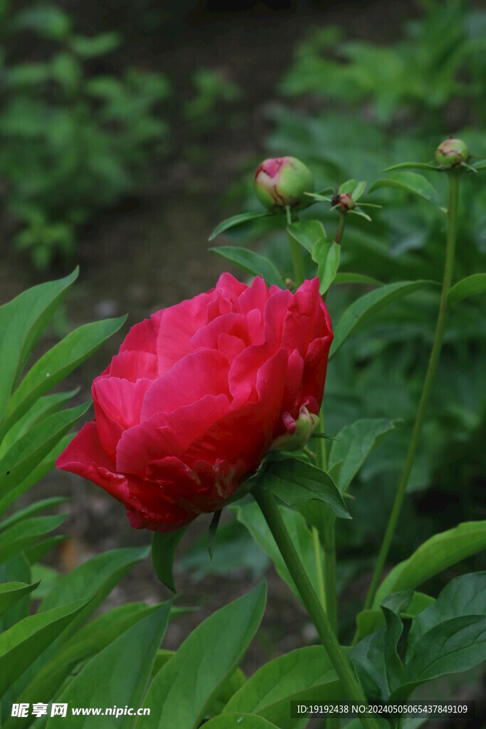 芍药花  