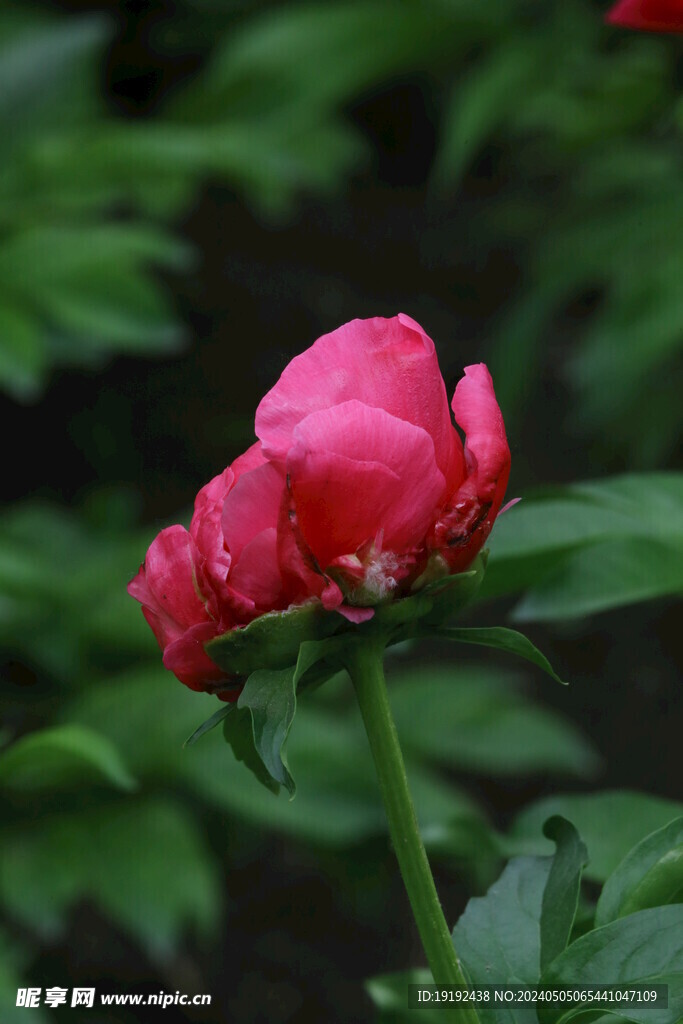 芍药花  