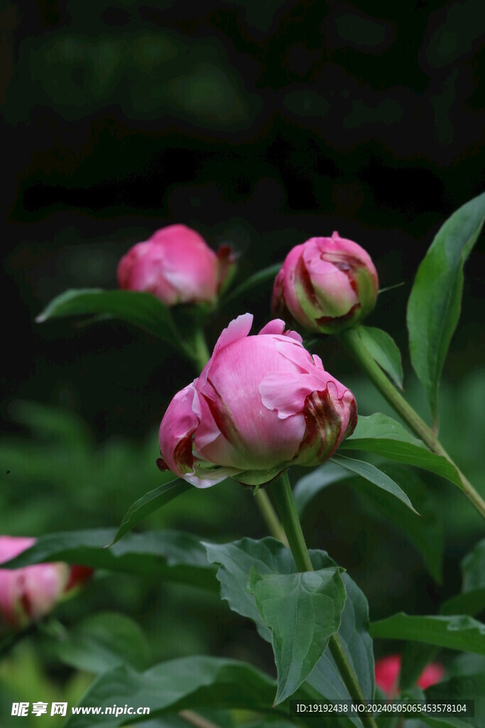 芍药花 