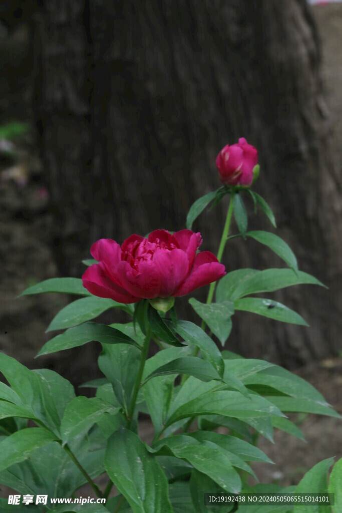芍药花