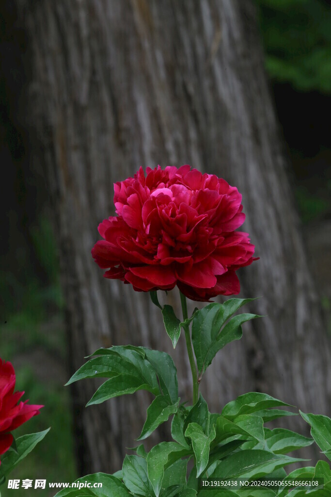 芍药花