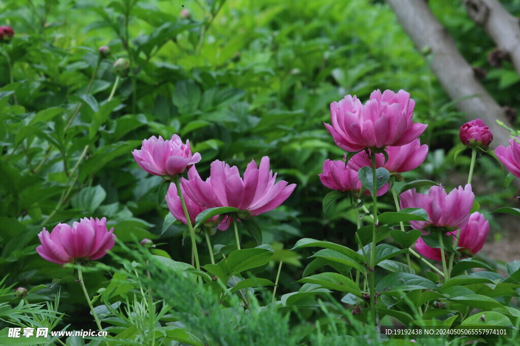 芍药花