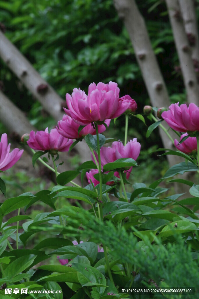 芍药花 