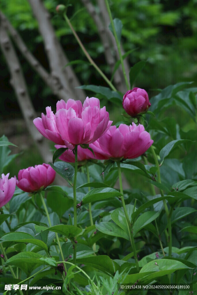 芍药花