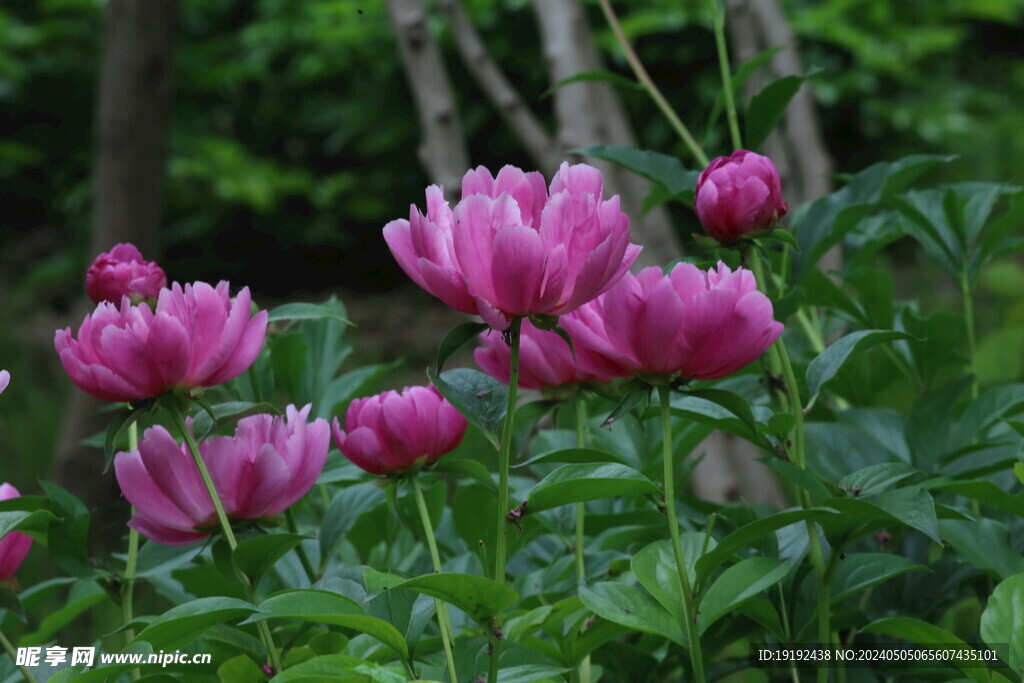 芍药花