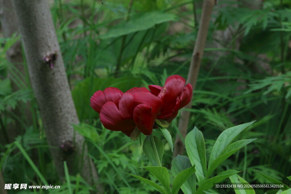 芍药花