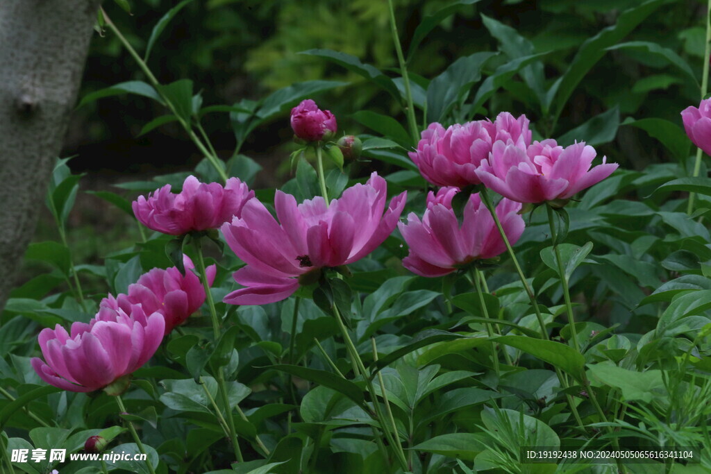 芍药花 
