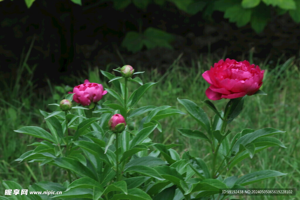 芍药花