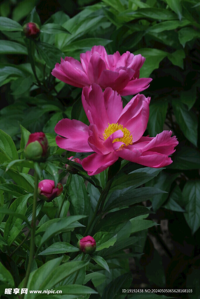 芍药花 