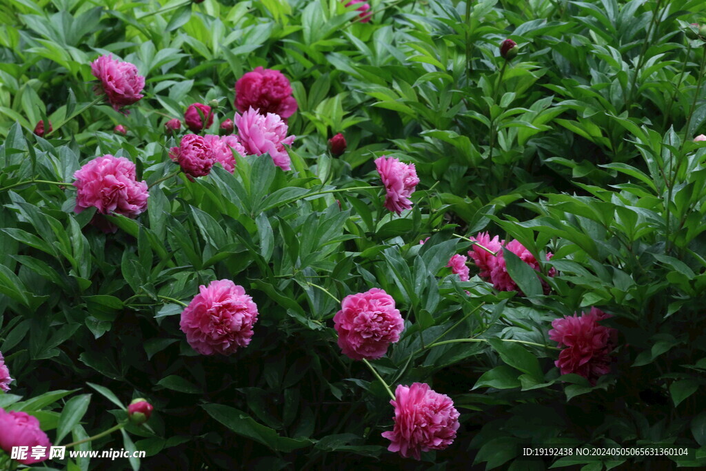 芍药花