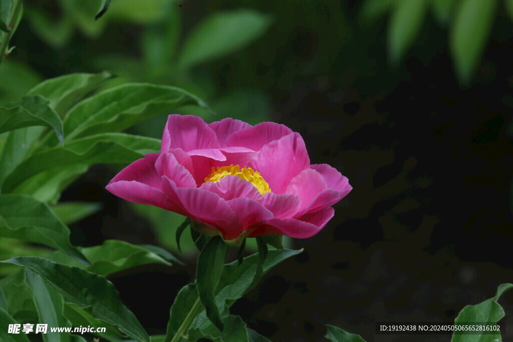 芍药花  