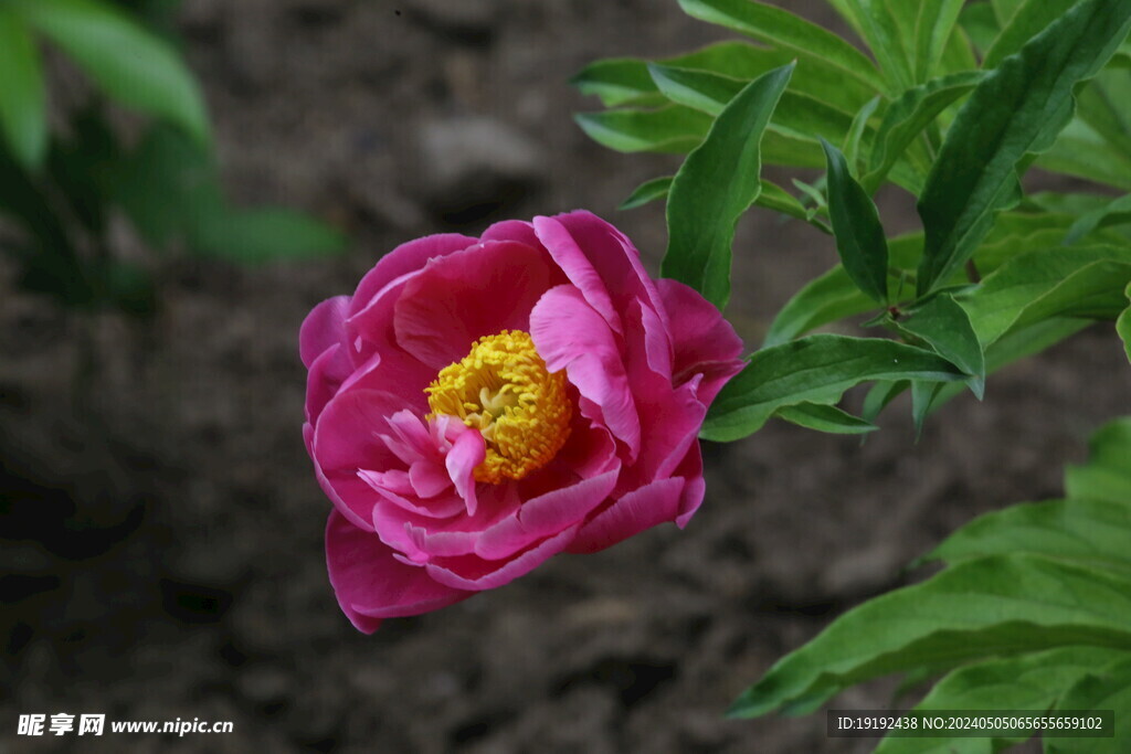 芍药花 