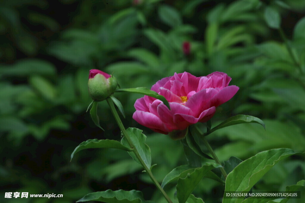 芍药花 