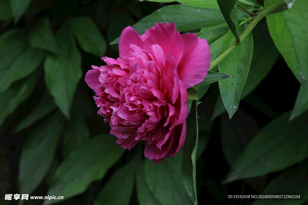芍药花