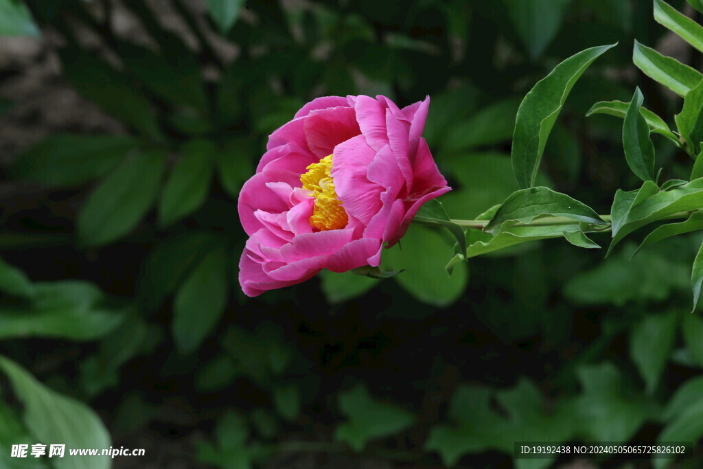 芍药花 