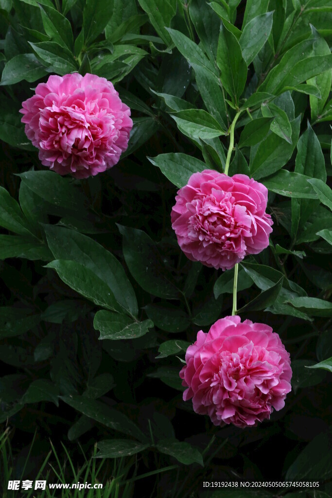 芍药花  
