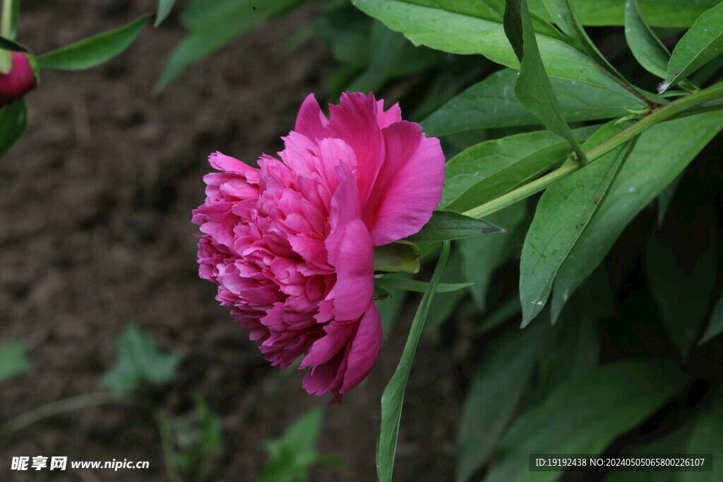 芍药花  