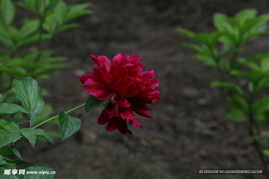 芍药花 