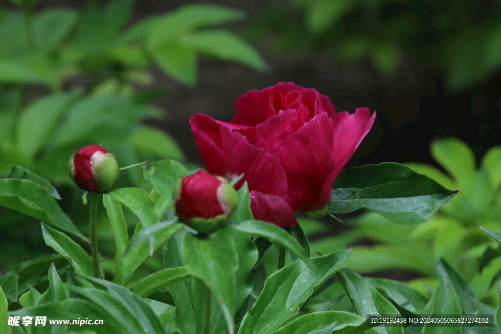 芍药花  