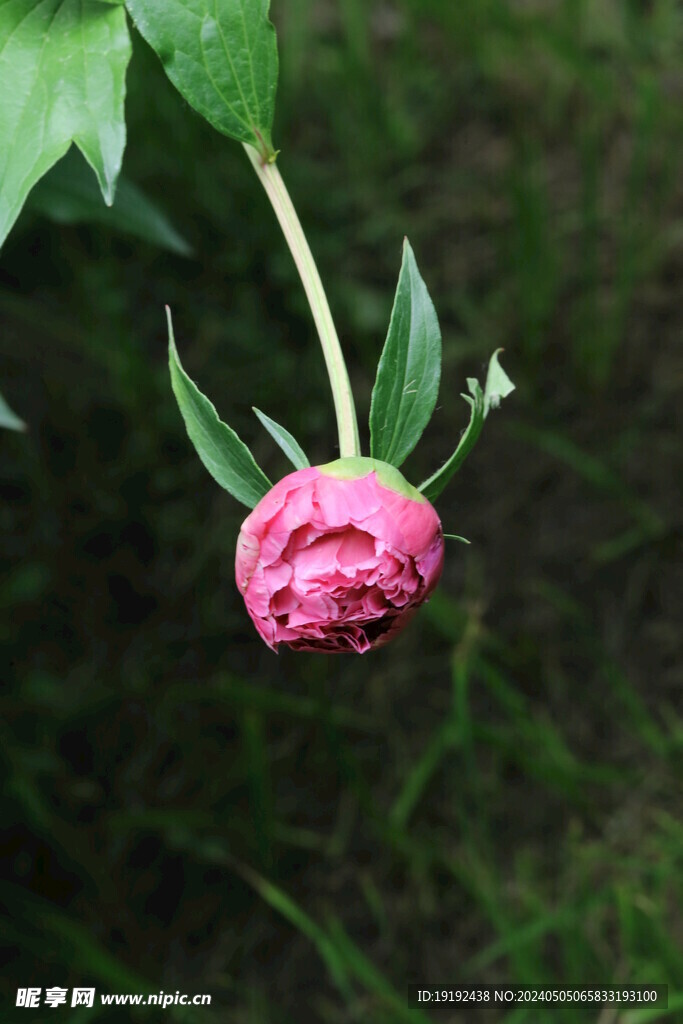 芍药花 