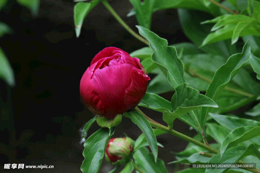 芍药花  