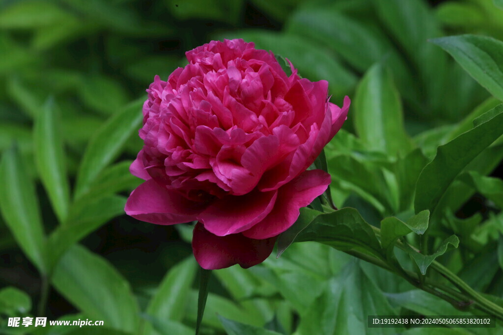 芍药花  