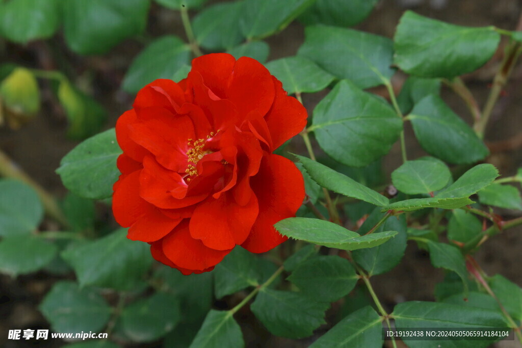 月季花  