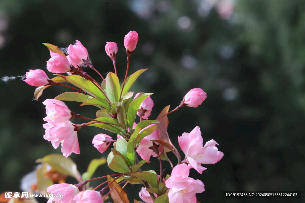 海棠花 