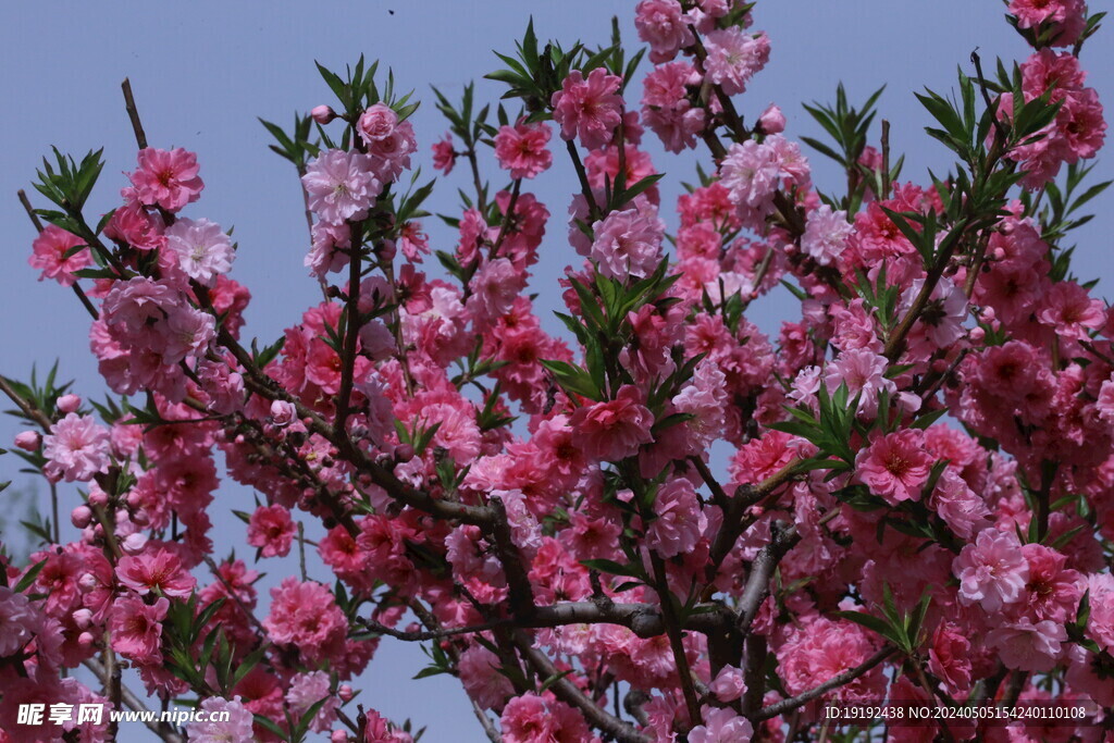 碧桃花 