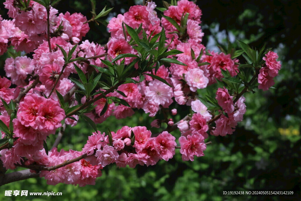 碧桃花 